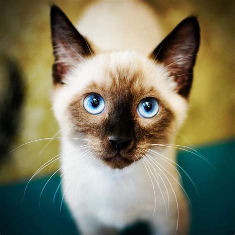 SIAMESE KITTENS .